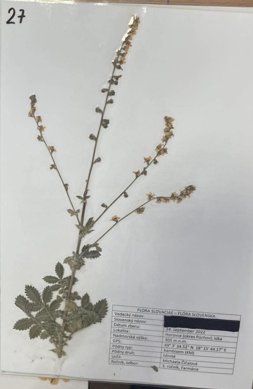 Rastlina Agrimonia eupatoria
